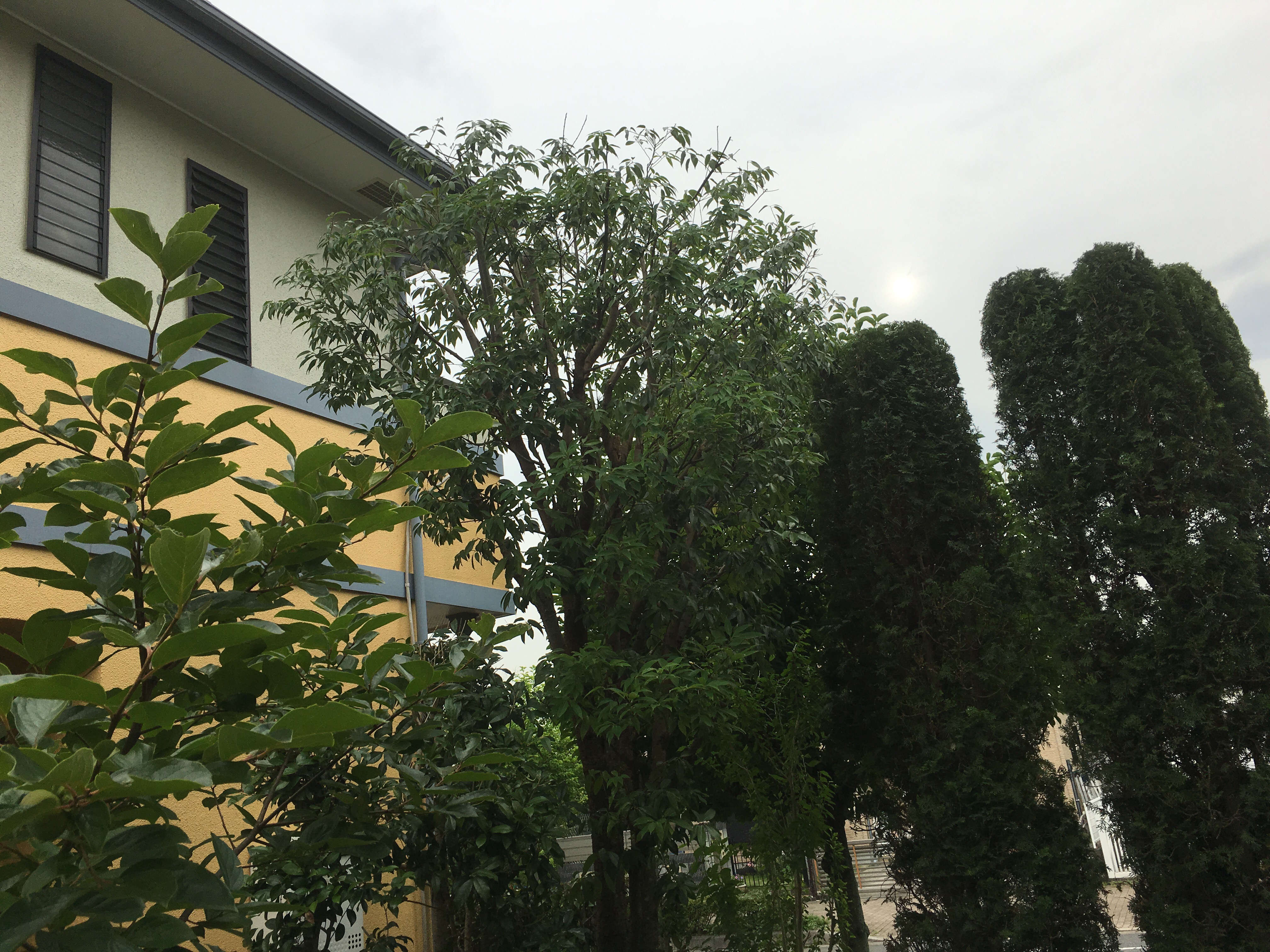 大きくなった樫の枝おろし剪定 秀庭園は お客様のご希望をしっかりお聴きする 茨城県取手市の庭師 植木屋 です