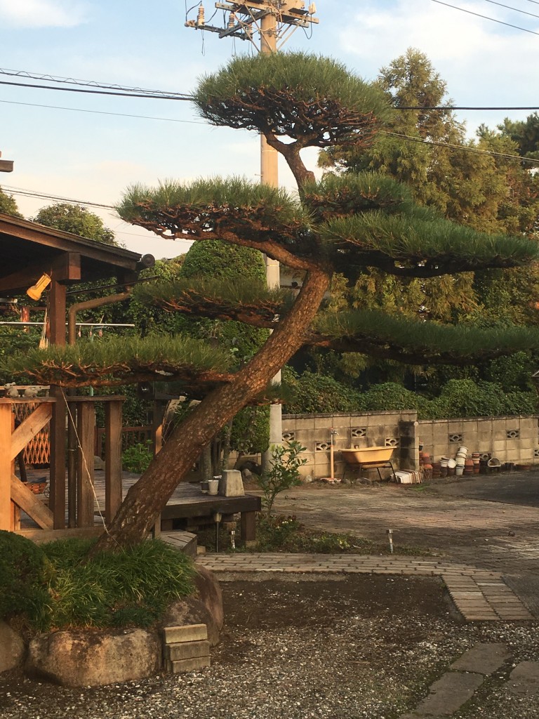 黒松の剪定 秀庭園は お客様のご希望をしっかりお聴きする 茨城県取手市の庭師 植木屋 です