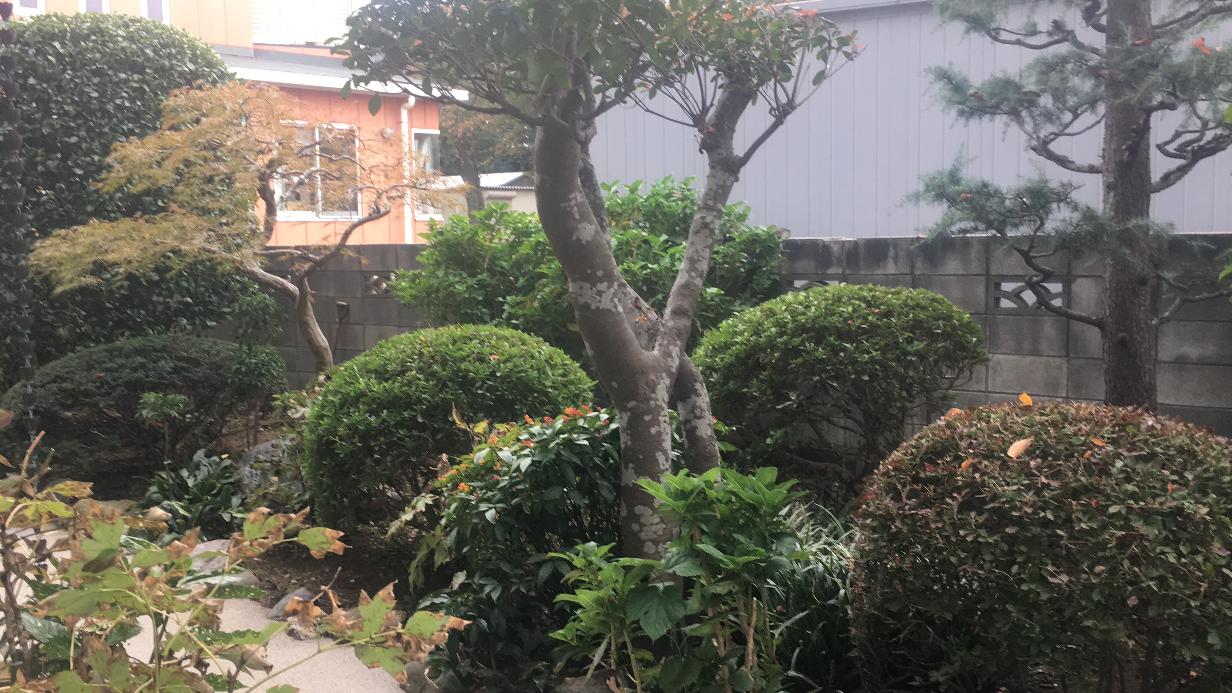 和風宅の剪定 秀庭園は お客様のご希望をしっかりお聴きする 茨城県取手市の庭師 植木屋 です