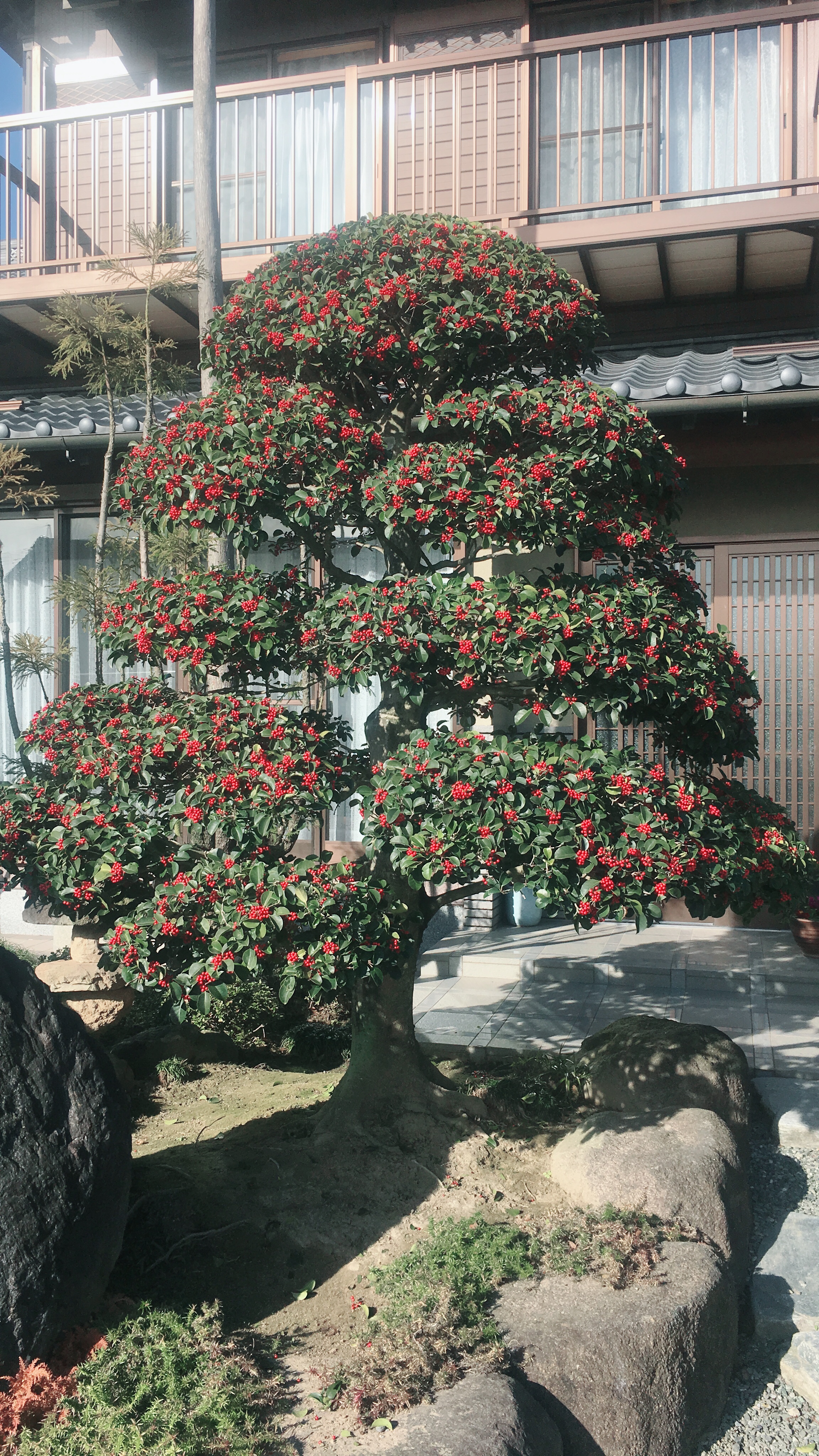 クロガネモチ 秀庭園は お客様のご希望をしっかりお聴きする 茨城県取手市の庭師 植木屋 です
