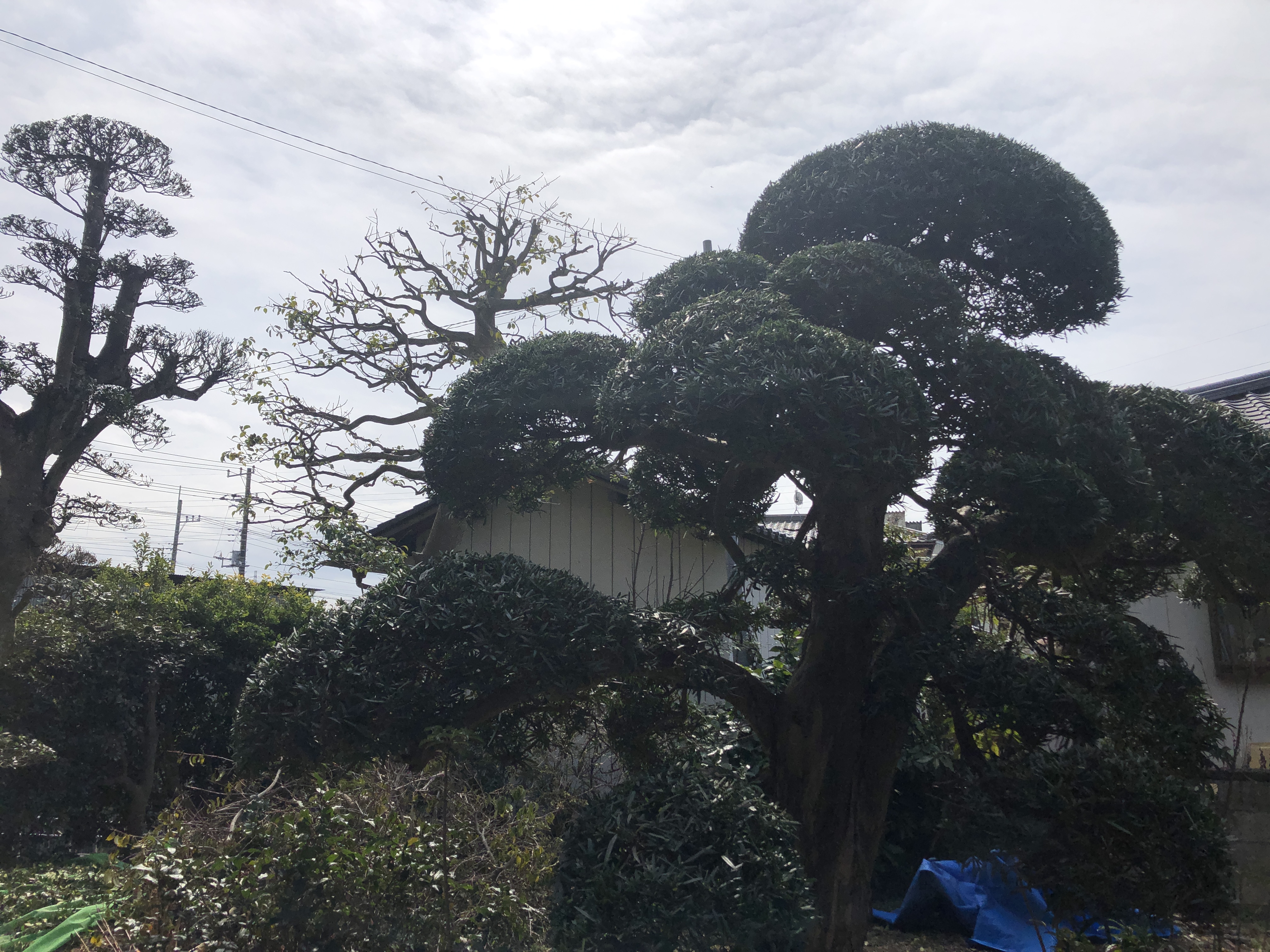 ツゲの剪定 秀庭園は お客様のご希望をしっかりお聴きする 茨城県取手市の庭師 植木屋 です